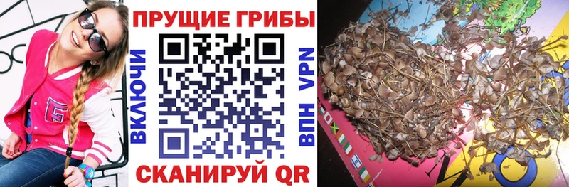 Псилоцибиновые грибы Psilocybine cubensis  Армавир 